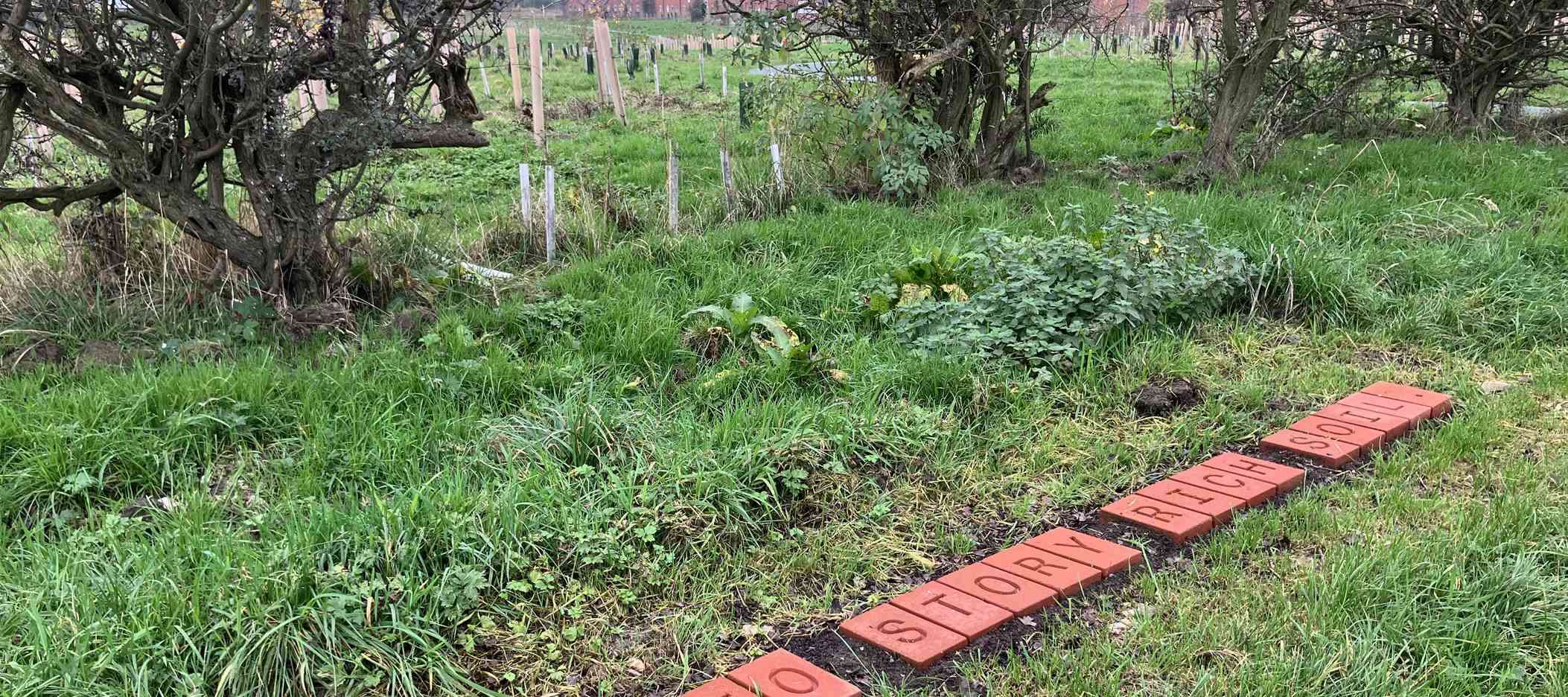 Hafod y Bwch Commemorative Woodland